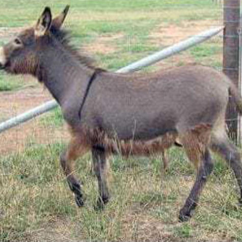 Donkeysathome 7