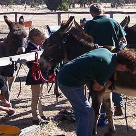 Donkey Society of Western Australia